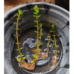 【送料出品者負担】ホザキキカシグサ　Rotala rotundifolia（…