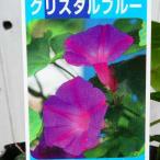 ショッピング琉球 琉球朝顔 苗 宿根朝顔  クリスタルブルー 3.5号 宿根草 花色変化 アサガオ グリーンカーテン 240430