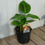  banana рассада dowa-f Monkey banana маленький размер вид 4.5 номер рассада фрукты рассада 250513