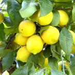  лимон саженец Lisbon 5 номер горшок фруктовое дерево рассада .. садовое дерево 250610