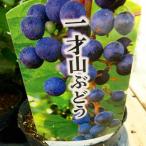 yama виноград рассада один лет yama виноград 4 номер реальный имеется растение в горшке гора виноград фруктовое дерево tsuru.240528