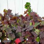  Europe .. рассада тянуть p редкость pa-p редкость 3 номер луговые и горные травы виноград ...251028