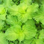  синий .. рассада голубой jiso перилла фиолетовый .3.5 номер овощи рассада огород зелень-коренья трава садоводство 250624