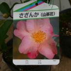 sa The nka рассада . красота 4 номер розовый гора чай цветок садовое дерево Hanaki зимний цветок 251111