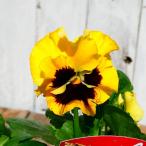 パンジー苗フリルパンジー絵になるス...