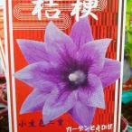 桔梗苗二重咲き小豆色3号キキョウ山...