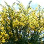 ミモザ 苗 アカシア ミモザアカシア 苗 3号 シンボルツリー 春に咲く黄色の花 苗木 240521