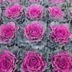 葉牡丹 苗  ファーストレディー 3.5号 ハボタン お正月飾り 251216