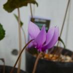 原種シクラメン 苗 3号 ヘデリフォリウム 宿根草 耐寒性 山野草 251028