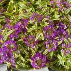 斑入りアリッサム苗ハッピーポンポン...