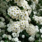 コデマリ大苗5号小手毬白小花低木庭...