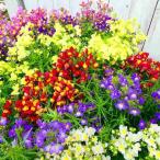 lina задний рассада 1 pot цветок цвет оставив решение кому-то другому . львиный зев большой 3.5 номер зима цветок ..260108