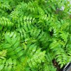  плоды зантоксилума рассада лист плоды зантоксилума 3 номер 2 шт .. - The nshou трава овощи рассада весна. аромат . кулинария .260402