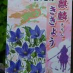 桔梗苗紫花3.5号ポットキキョウ山...
