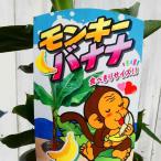  фруктовое дерево рассада banana рассада Monkey banana маленький размер вид 5 номер горшок фрукты рассада 240619