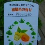 ハーブゼラニウム 苗 �