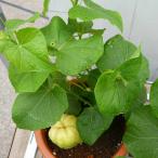  - yatouli синий реальный рассада 5 номер горшок Hayabusa человек . рассада огород ... садоводство tsuru. зеленый занавески овощи рассада 