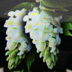 ショッピングニベア 藤 アメリカフジ 苗 ニベア 白花 二期咲き 苗木 5号 アメリカ藤 ツル植物 260212