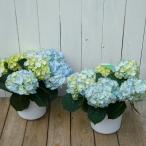 あじさい あおば 5号鉢 アジサイ 母の日 ギフト プレゼント 250410