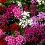 ペンタス 苗 1ポット 花色お任せ 3.5号 夏の花 花壇苗