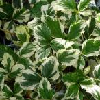  клубника рассада . ввод клубника мрамор клубника рассада 3 номер . трава рассада овощи рассада 250404