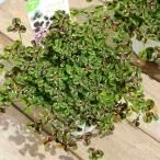 クローバー苗3.5号ジェシカプリン...