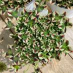 クローバー苗3.5号スイートマイク...