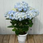 あじさい 万華鏡 5号鉢 鉢花 鉢植え 母の日 ギフト プレゼント 250424