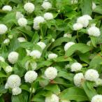 千日紅 苗 バディー 白花 矮性種  3.5号 センニチコウ