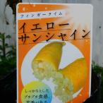  палец lime рассада желтый sunshine 3.5 номер .. фруктовое дерево фрукты черная икра черная икра lime необычный фруктовое дерево 240423