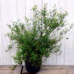  фруктовое дерево рассада голубика. . вид Bill Berry 7 номер pot на данный момент товар 1 растение выдерживающий холод . фрукты рассада 6.29