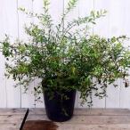  фруктовое дерево рассада голубика. . вид Bill Berry 7 номер pot на данный момент товар 2 растение выдерживающий холод . фрукты рассада 6.29