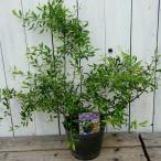  фруктовое дерево рассада голубика. . вид Bill Berry 4.5 номер pot растение выдерживающий холод . фрукты рассада 7.15