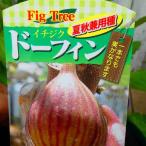 ichi ось рассада do- ласты 4 номер фруктовое дерево рассада 240709