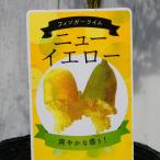  палец lime рассада новый желтый 3.5 номер .. фруктовое дерево фрукты черная икра черная икра lime необычный фруктовое дерево 240423