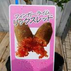  палец lime рассада ryuks красный 3.5 номер .. фруктовое дерево фрукты черная икра черная икра lime необычный фруктовое дерево 240706