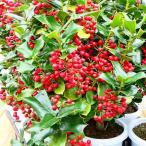 クリスマスホーリー 苗 5号 モチノキ 常緑樹 冬の赤い実 251028