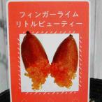  палец lime рассада little красота 3.5 номер .. фруктовое дерево фрукты черная икра черная икра lime необычный фруктовое дерево 240423