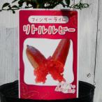  палец lime рассада little рубин 3.5 номер .. фруктовое дерево фрукты черная икра черная икра lime необычный фруктовое дерево 240423