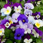ビオラ 苗 ブルー〜パープル〜ピンク系 青花 紫花 ピ
