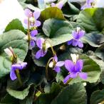 すみれ苗黒葉スミレラブラドリカ3....