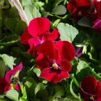 ビオラ 苗 ももか ルビーももか  冬の花苗 花壇苗 花