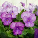 ビオラ苗ラベンダーブルー3.5号冬...