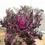 葉牡丹苗光子プレミアム切れ葉種3....