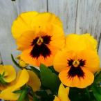 パンジー苗よく咲くスミレマロン3....