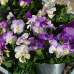 パンジー苗オーロラ青花冬の花苗花壇...