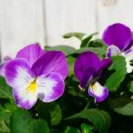 パンジー苗よく咲くスミレラベンダー...