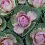 葉牡丹苗駿河の初日丸葉ピンク高性種...