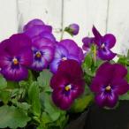 パンジー苗よく咲くスミレカシス苗3...