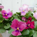 パンジー苗わらくピンクブロッチ3....